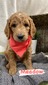 Meadow-(Female) F1B Mini Goldendoodle  Mother:  Heidi (B: 4/2/2021)