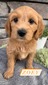 Zoey-(Female) F1B Mini Goldendoodle  Mother:  Heidi (B: 4/2/2021)