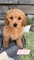 May-(Female) F1B Mini Goldendoodle  Mother:  Sophia (B: 3/31/2021)