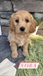 Nora-(Female) F1B Mini Goldendoodle  Mother:  Sophia (B: 3/31/2021)