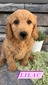 Lilac-(Female) F1B Mini Goldendoodle  Mother:  Sophia (B: 3/31/2021)