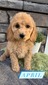 April-(Female) F1B Mini Goldendoodle  Mother:  Sophia (B: 3/31/2021)