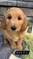 Miles -(Male) F1B Mini Goldendoodle  Mother:  Sophia (B: 3/31/2021)